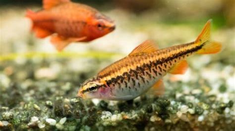 Cherry Barb Breeding Guide for Beginners - Avid Aquarist