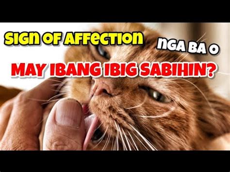 MAY IBANG IBIG SABIHIN ANG PAGDILA SAYO NG ISANG PUSA HINDI LANG DAHIL