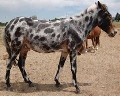 53 best images about Mule & Donkey Colors & Markings on Pinterest ...