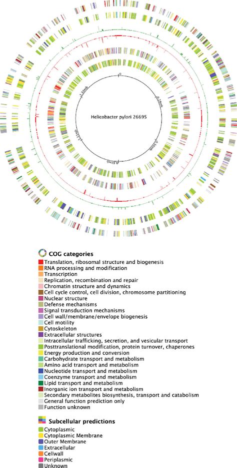 Circular Genome Map Of H Pylori Strain First Ring Indicates