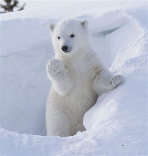 20 Adorable Photos of Baby Polar Bears That Will Melt Your Heart