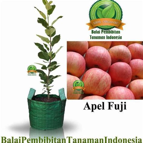 Jual New Okulasi Tanaman Bibit Apel Fuji Bibit Buah Tanaman