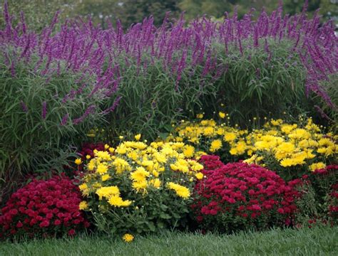 How To Prune Perennial Mums Blog GrowJoy Perennials Flowers