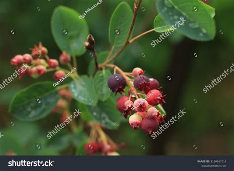 945 Juneberry Tree Images, Stock Photos & Vectors | Shutterstock