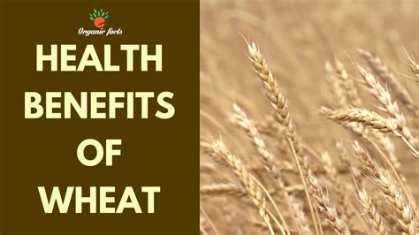 HEALTH BENEFITS OF WHEAT NUTRITIONAL FACTS ABOUT WHEAT YouTube