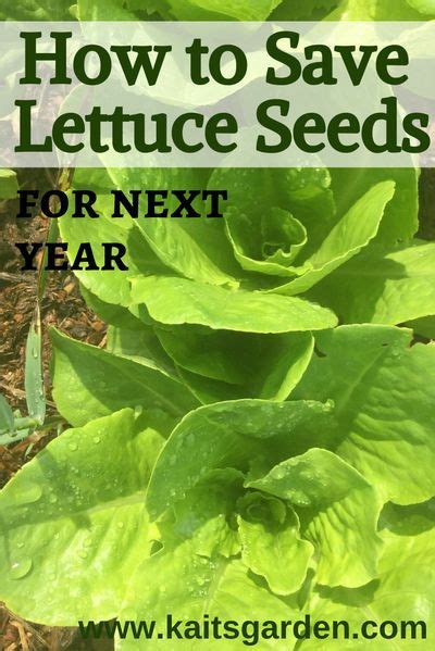 Seed Saving How To Harvest Lettuce Seeds Kaits Garden Lettuce