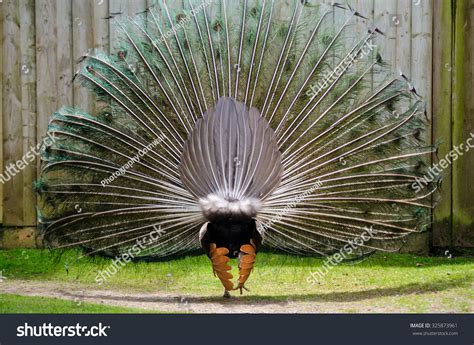 Male Peacock Displaying Tail Feathers Rear Stock Photo 325873961