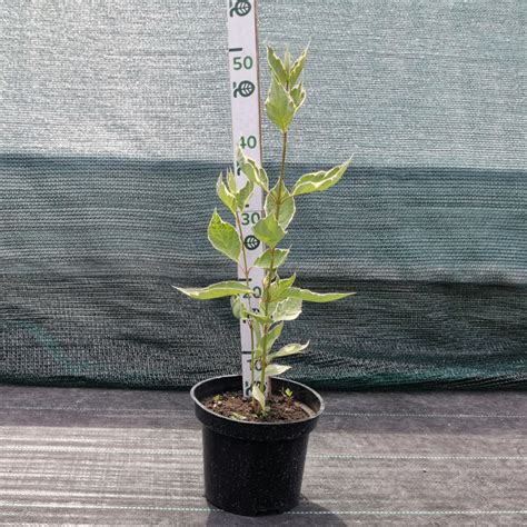 Дерен SIBIRICA VARIEGATA (Сибирика Вариегата) можно купить недорого с ...