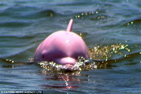 Caught On Camera Is This The Worlds Only Pink Dolphin Daily Mail