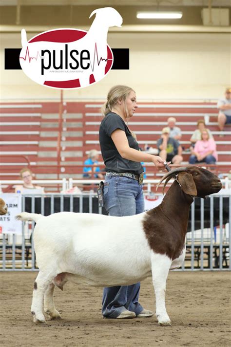 National Boer Goat Show ABGA Percentage Does Division III The Pulse