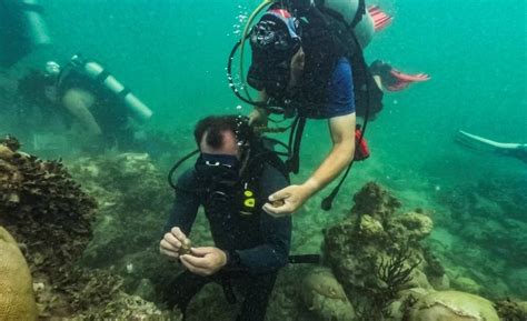 El Aumento De La Temperatura Oceánica Provoca La Mortalidad De Corales