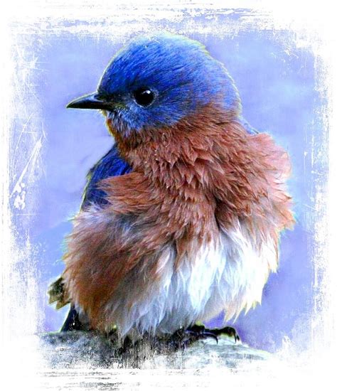 All Puffed Up Digital Art By Carrie OBrien Sibley Fine Art America