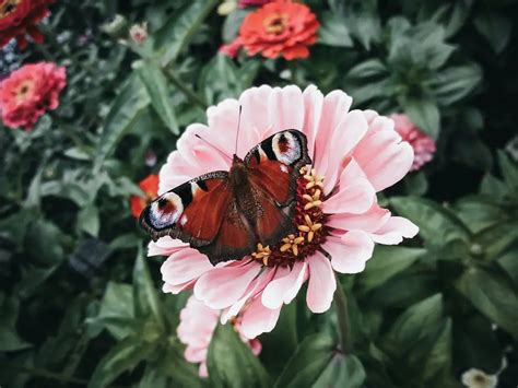 Significado Y Simbolismo Espiritual De La Mariposa Marr N Almas