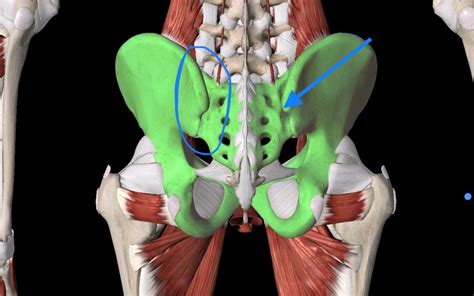 sacroiliac joint dysfunction Archives | Chiropractor | Irvine Spine ...