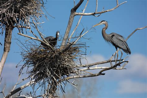 Great Blue Heron Building a Nest | Focal World