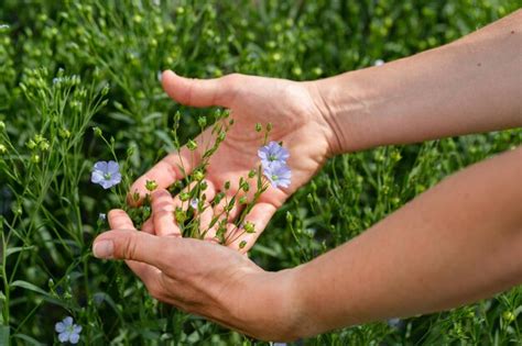 Premium Photo Female Hands Hold Flax Plants With Flowers Against The