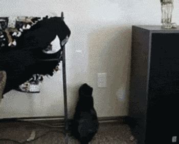 Cat Laser Pointer GIF - Find & Share on GIPHY