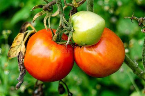 Cosecha Madura De Tomates Verdes Y Rojos En El Invernadero Foto De