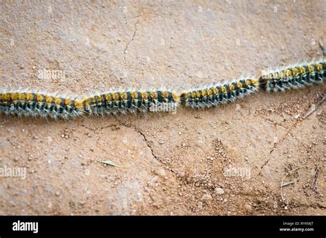 Pine Processionary Caterpillars Thaumetopoea Pityocampa Larvae