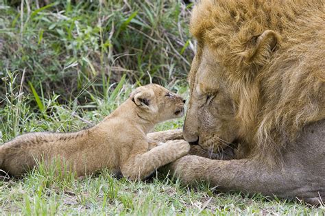 African Lion Cub Playing With Adult Photograph By Suzi Eszterhas