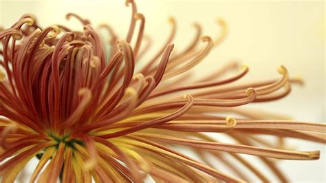 Chrysanthemum Origin And History From Chinese Herb To Fall Favorite