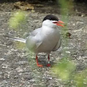 Common Tern - Facts, Diet, Habitat & Pictures on Animalia.bio