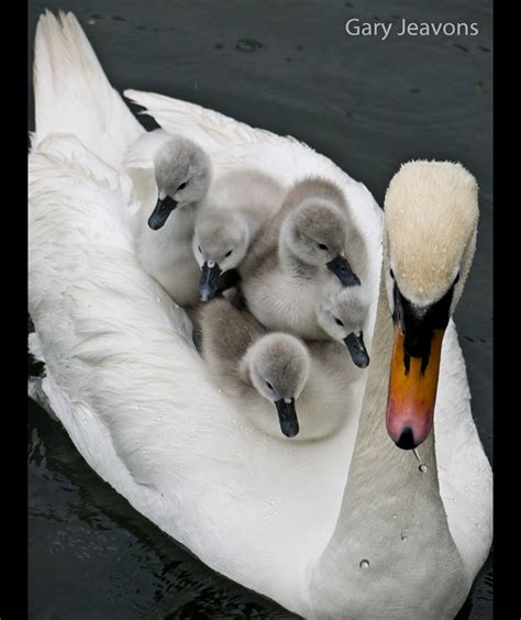 Mother Swan With Babies Swimming