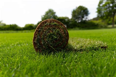 How To Make Grass Thicker And Fuller Pro Strategies