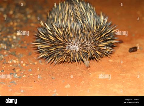 Short Beaked Echidna Australia Hi Res Stock Photography And Images Alamy