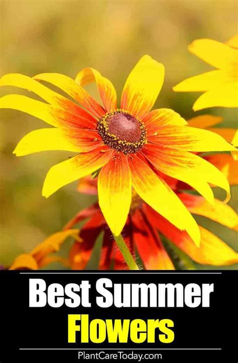 9 Best Summer Flowers | Summer flowers, Trees to plant, Flower garden