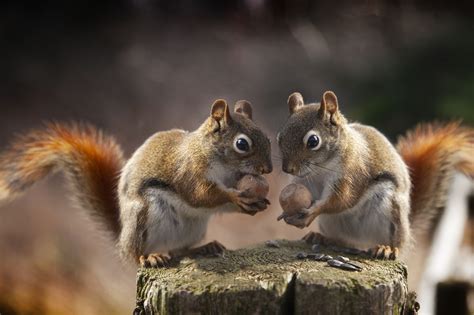 Rodent Squirrel Wildlife Wallpaper Resolution 2048x1365 Id 1057936