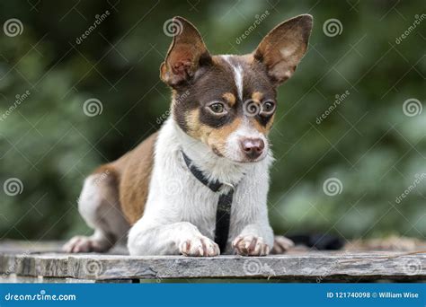 Tiny Chihuahua Rat Terrier Mixed Breed Dog Pet Adoption Photo Stock Photo - Image of chocolate ...