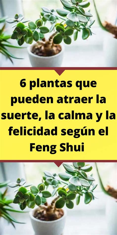 6 Plantas Que Pueden Atraer La Suerte La Calma Y La Felicidad Según El