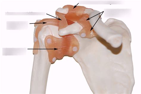 Shoulder Girdle With Ligaments Anterior Diagram Quizlet