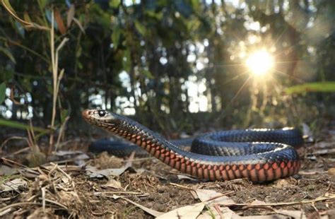 The Ten Most Venomous Snakes in Australia | Wildest