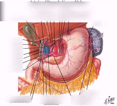 Celiac Trunk Diagram | Quizlet