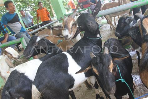 Harga Kambing Jelang Kurban Naik Antara Foto