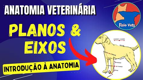 Planos E Eixos Anat Micos Anatomia Veterin Ria Youtube