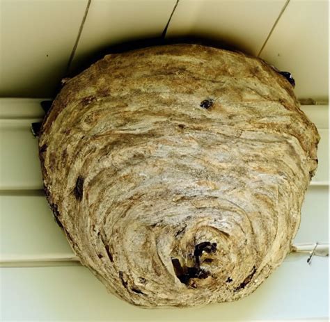 Remove Wasp Nest In Grandval 058 510 22 54