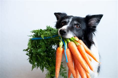 12 Vegetables Dogs Can Eat Great Pet Care