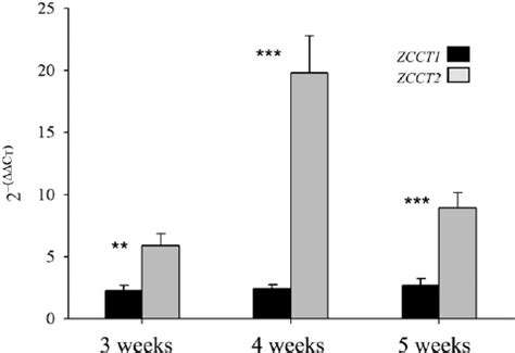 Expression Of ZCCT1 And ZCCT2 In Tetraploid Wheat Tran Script Levels