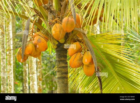 King Coconut Cocos Nucifera Is A Variety Of Coconut Native To Sri