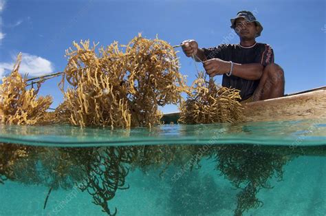 Seaweed Farming In Indonesia Stock Image C0153587 Science Photo