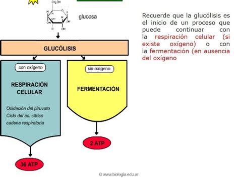 Diapositivas De Metabolismo De Carbohidratos P Gina Web De