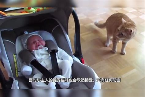 小主人出生后，家里的猫咪也是操碎了心，看完你还想养猫吗猫咪养猫