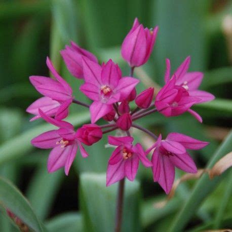 Archives des Plantez à l automne fleurissez votre printemps Bulbes