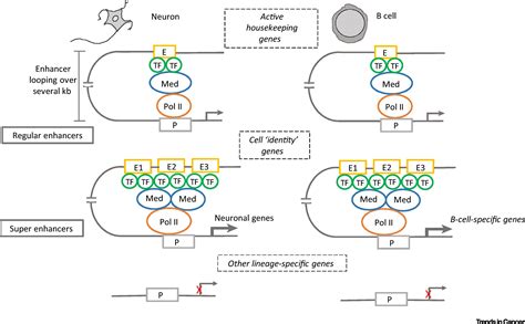 Super Enhancer Driven Transcriptional Dependencies In Cancer Trends In