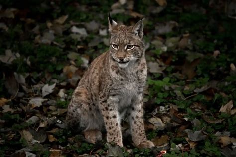 Bobcat Adaptations: How These Wild Cats Survive and Thrive