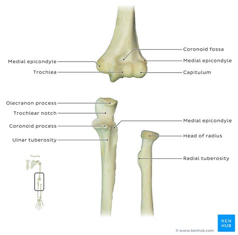 Humerus Radius And Ulna Labeled