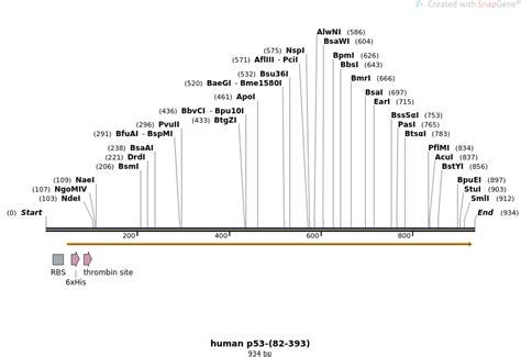 Addgene Human P Sequences